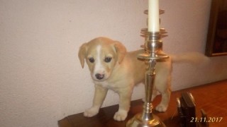 cane 2