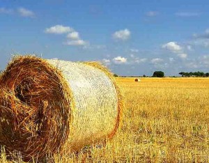 Agricoltura