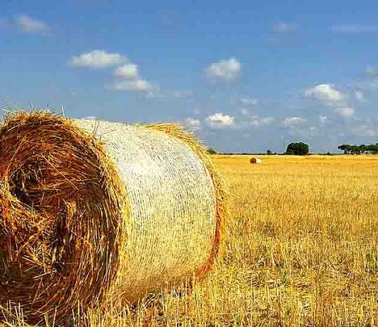 Agricoltura