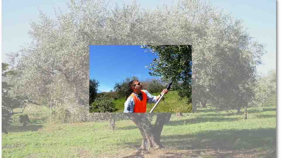 'L'ARTE DEL POTARE', VINCE L'AGRARIO DI LARINO