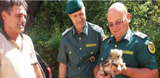 Un cinghiale nel bar di Pescocostanzo