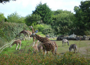 Una visita allo zoo. Ecco i più belli in Italia