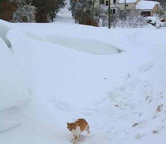 il gatto delle nevi