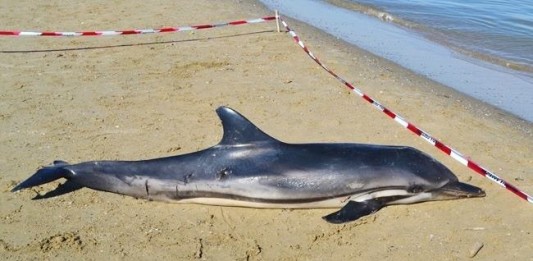 DelfinoSpiaggiatoPescara