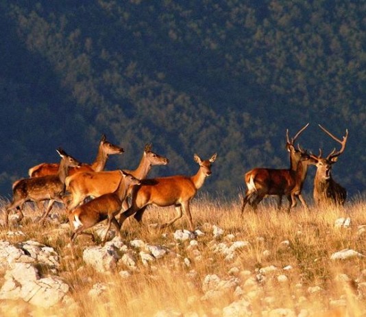 Il Cervo Nobile in amore, le urla le lotte tra i maschi. Escursioni notturne al Parco cervi Parco Nazionale