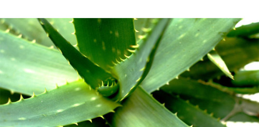 aloe