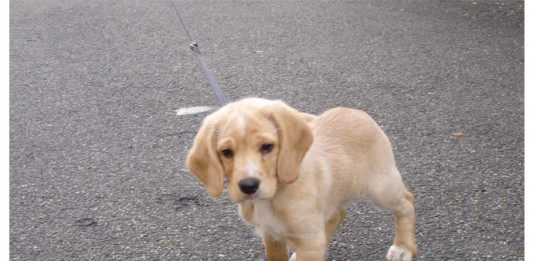 cane