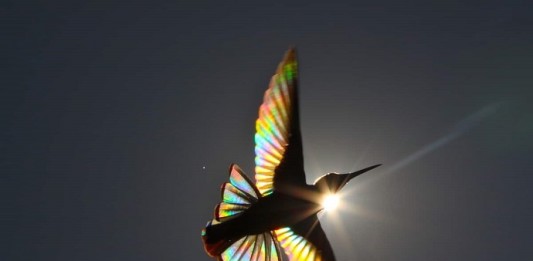 colibrì
