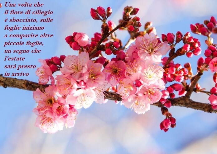 HANAMI ripalimosani